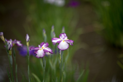 薬師池公園【花菖蒲：ニ色系】20230601