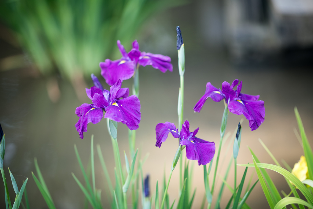 薬師池公園【花菖蒲：紫系】②20220605