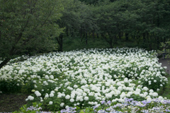 相模原北公園【紫陽花：アナベル】①20230619