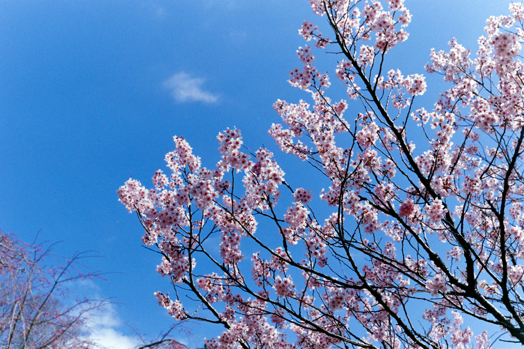 早春の神代植物公園【サクラ：東海桜】①20200315