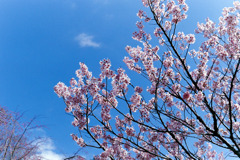 早春の神代植物公園【サクラ：東海桜】①20200315