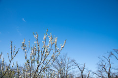 早春の神代植物公園【ハナモモ：寒白】①20200315