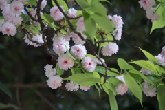 新宿御苑【里桜：兼六園菊桜】②20180408