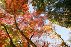 新宿御苑【上の池付近の紅葉】⑤20241206