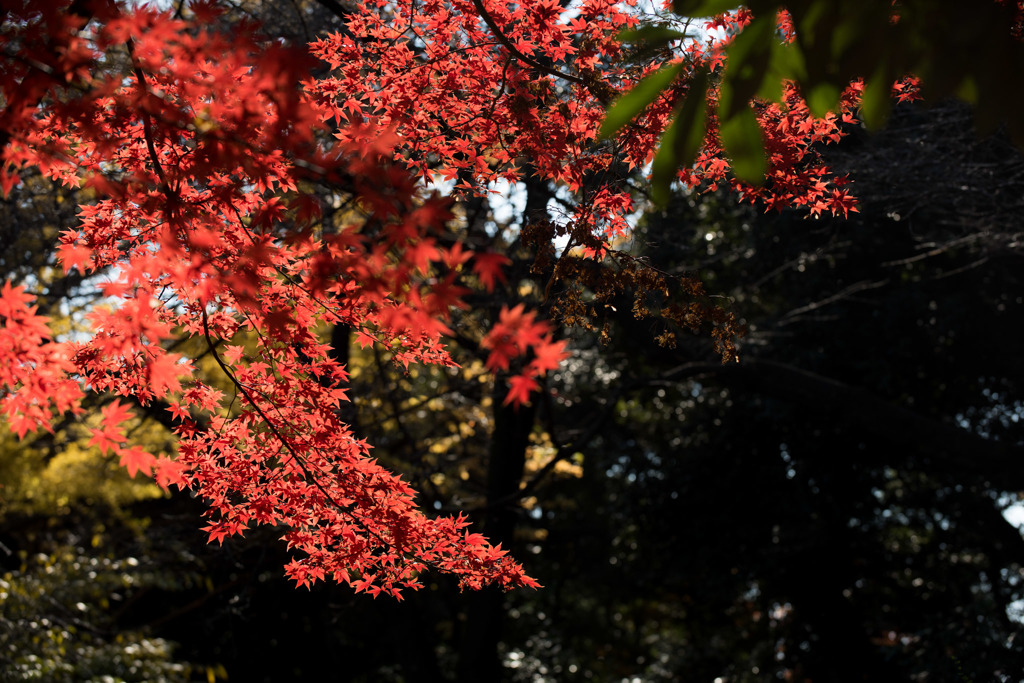【新宿御苑(新宿門近くの紅葉)】①20151212