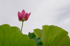 大船フラワーセンター【蓮の花：ニューデリー大学】20200705