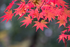 【ささぶねの道の紅葉】⑩20161120