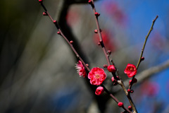 大船フラワーセンター【早咲きの梅：鹿児島紅】①20260125