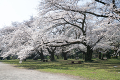 小石川植物園【道沿いからの眺め】②20230322