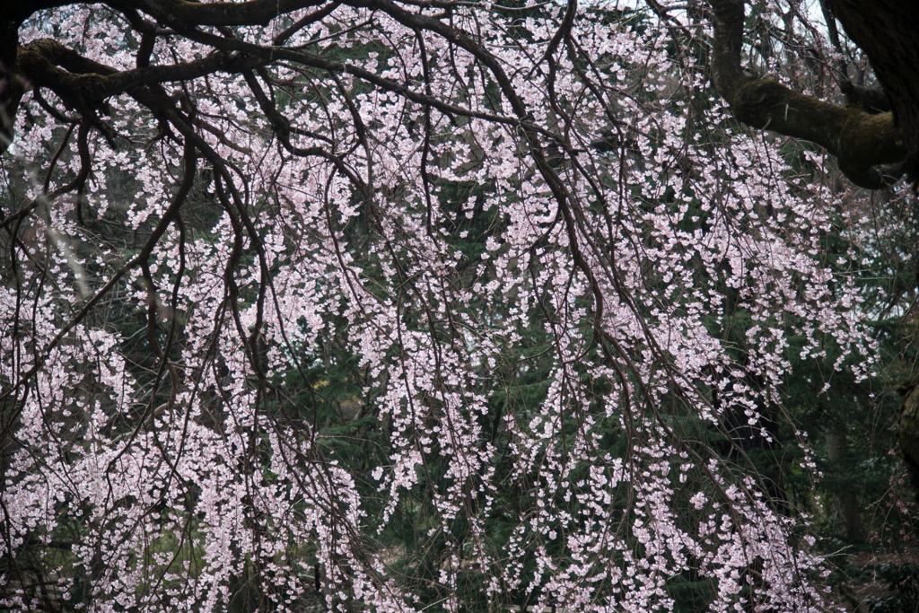 新宿御苑【早咲き桜：枝垂れ桜】③20220320