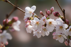 新宿御苑【桜：染井吉野】③20170325