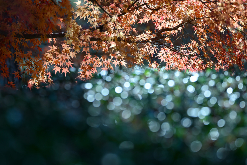 神代植物公園【築山のモミジ】①20251130
