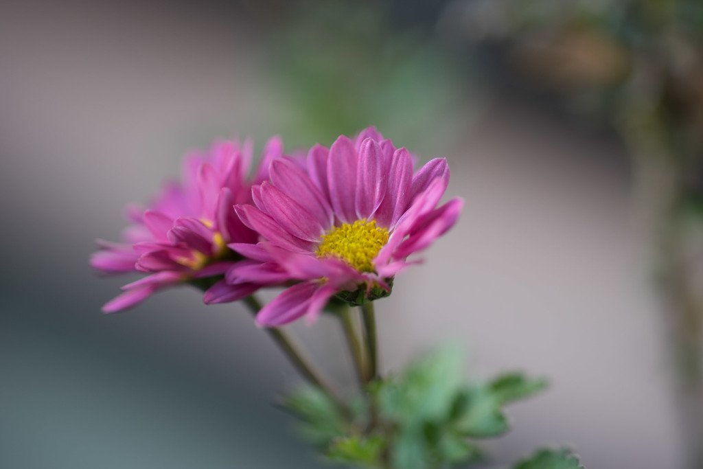 冬の庭に咲く花【小菊】20180120