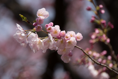 新宿御苑【桜：アメリカ】②20170402
