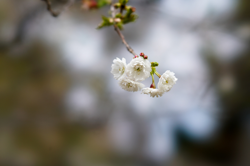 早春の新宿御苑【子福桜】20240319