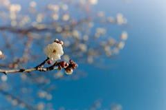 小田原FG【梅：八重野梅】②20190119