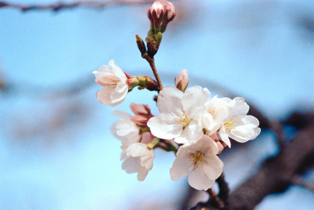 新宿御苑【桜：染井吉野】⑥20230314銀塩NLP