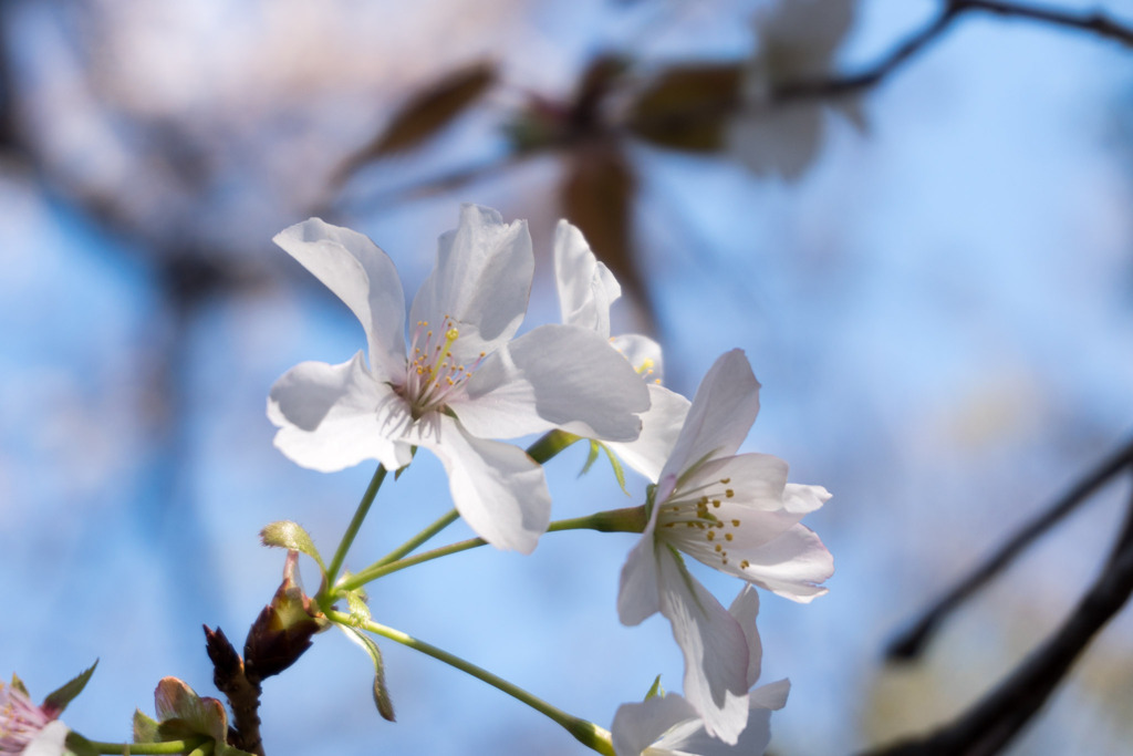 近所の緑道【サクラ：山桜】③20200406