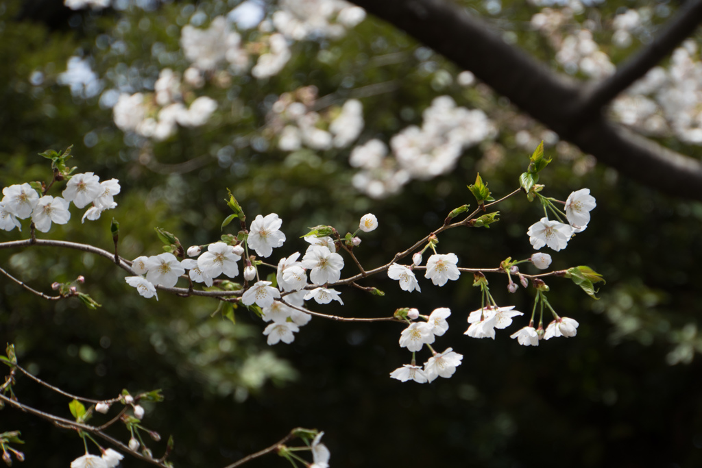旧古河庭園【桜：大島桜】①20170402