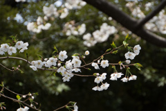 旧古河庭園【桜：大島桜】①20170402