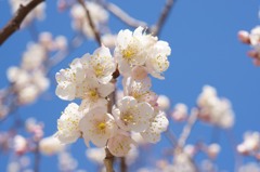 【シナミザクラ】20140315
