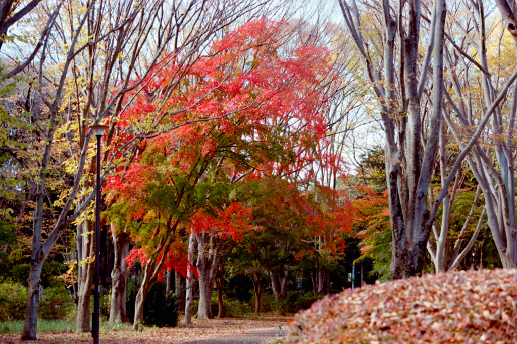 神代植物公園【自由広場の紅葉(遠景)】20221204銀塩NLP