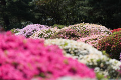 【神代植物公園(ツツジ)】⑨20150426