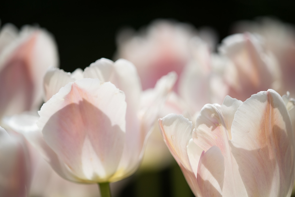 【昭和記念公園(ピンクブライド)】20150418