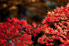 【六義園の紅葉】②20161203