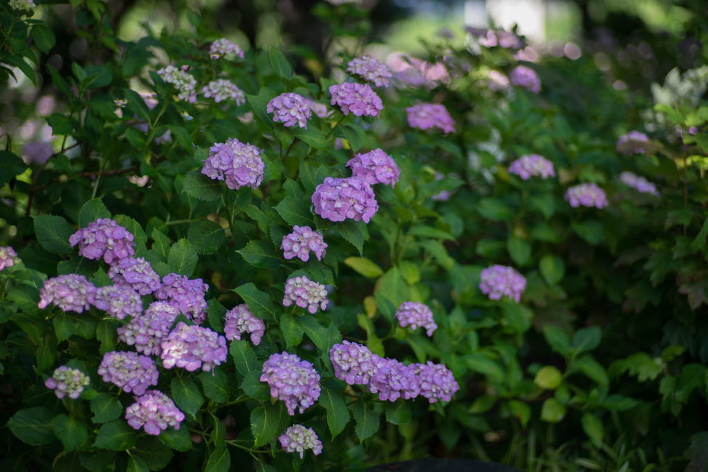 相模原北公園【紫陽花： 西洋アジサイ(赤)】①20190616