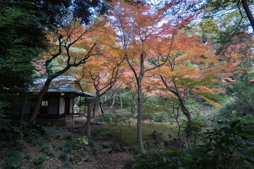 旧古河庭園【日本風の庭園】②20171126
