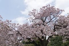 新宿御苑の桜【一葉】①20210401