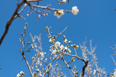 【小田原フラワーガーデン(一重緑萼)】①20150214