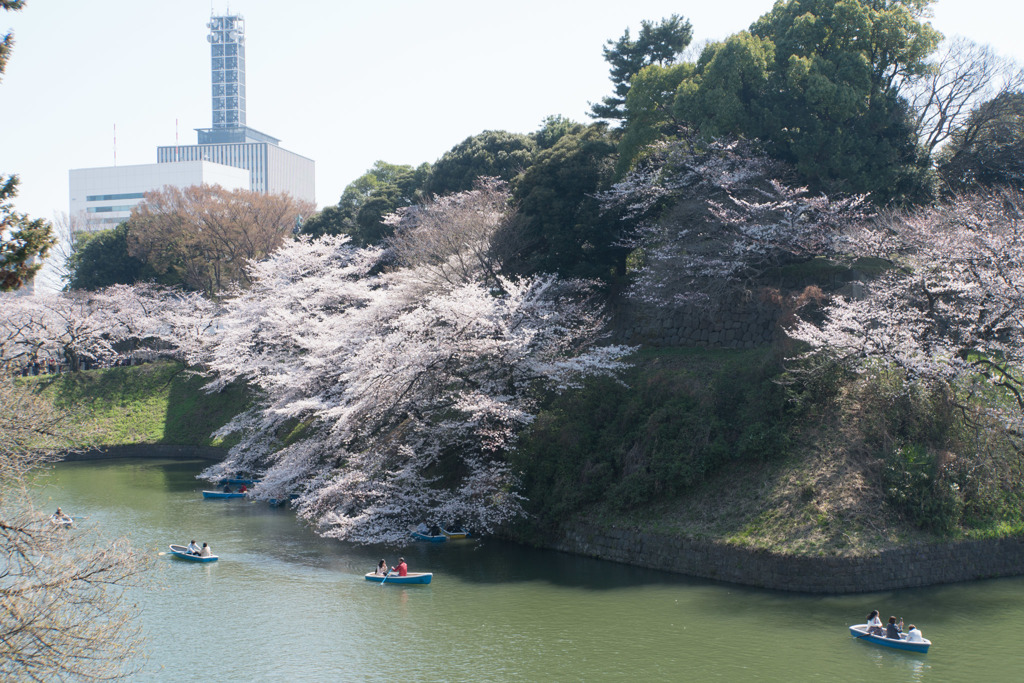 【千鳥ヶ淵の桜】②20180325