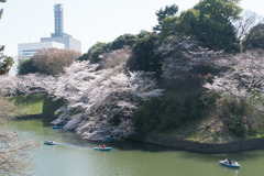 【千鳥ヶ淵の桜】②20180325