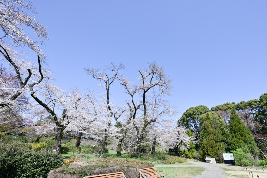 神代植物公園【築山沿いのサクラ】③20250404