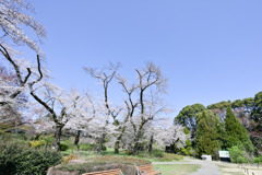 神代植物公園【築山沿いのサクラ】③20250404