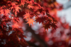 昭和記念公園【日本庭園：紅葉の様子】⑦20201114