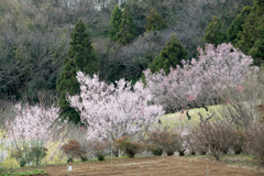 花桃の丘【七分咲きの桜】①20210316