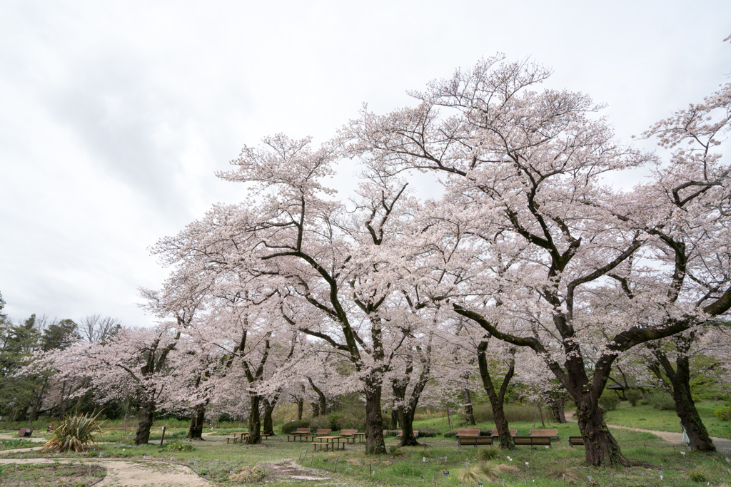 神代植物公園【染井吉野の遠景】③20230327