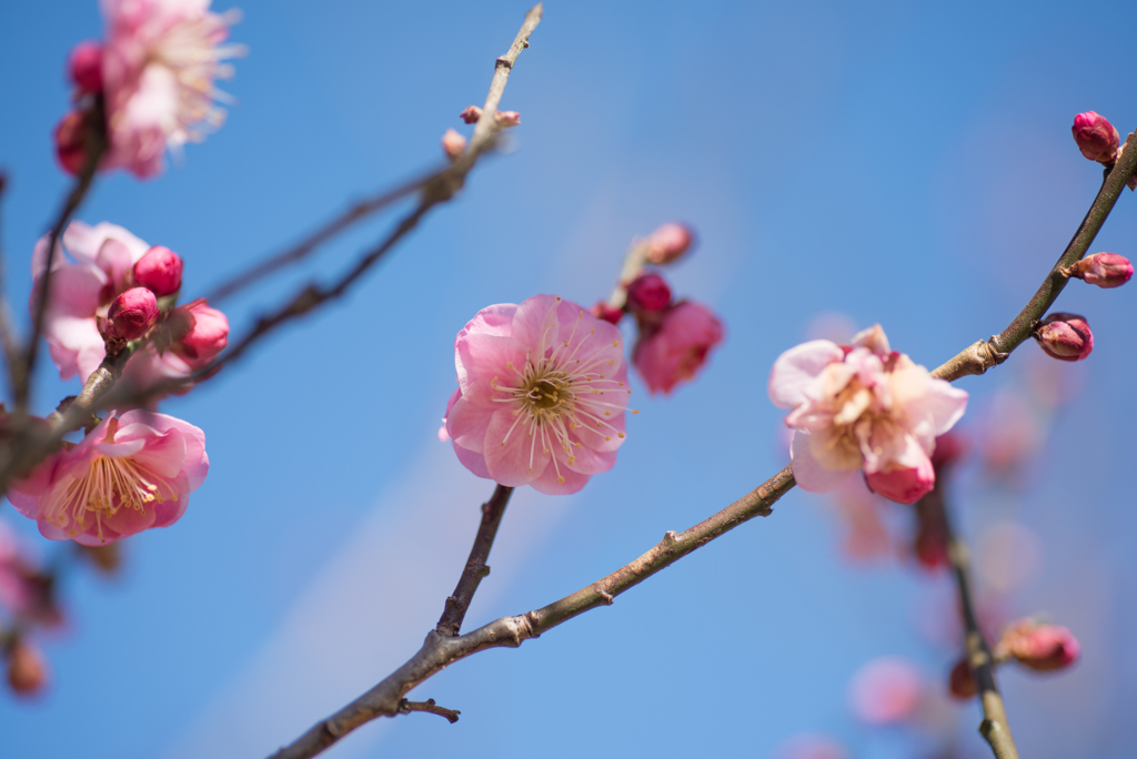 小田原フラワーガーデン【梅：蓮久】20170128