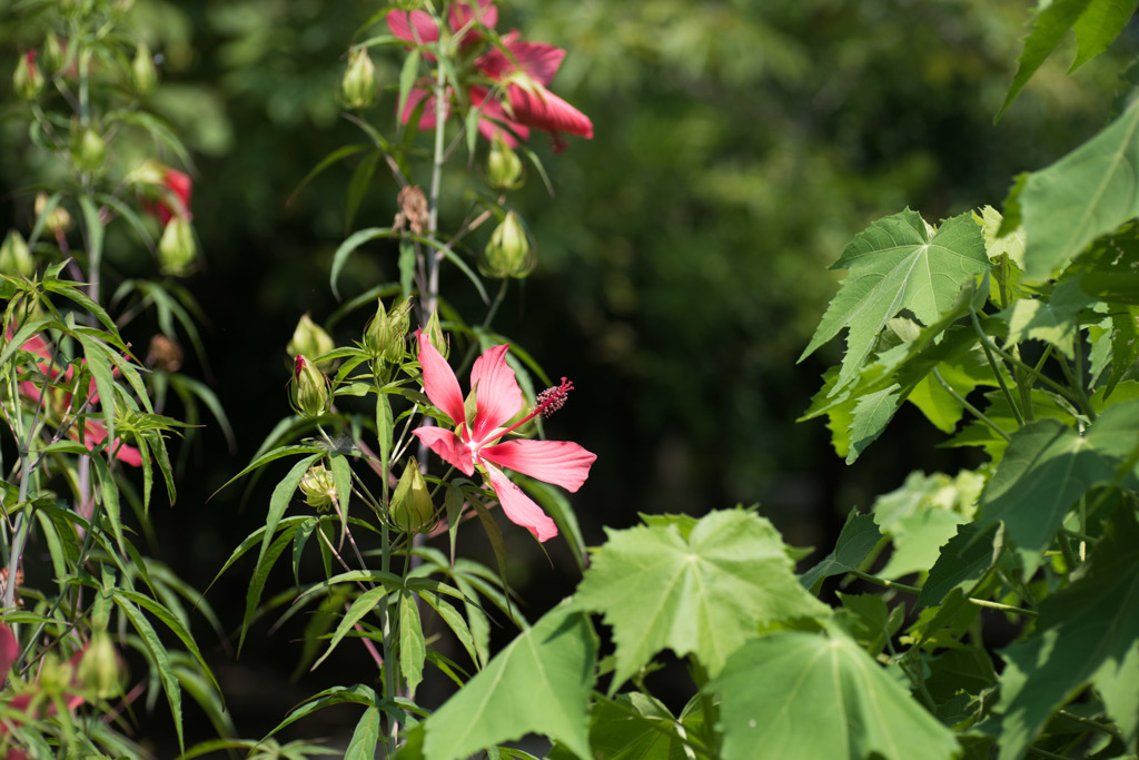 【大船植物園(モミジアオイ)】20150802