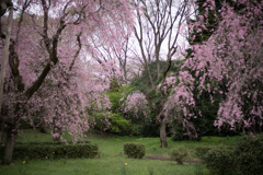 神代植物公園【八重紅枝垂れ桜の近景】①20230327
