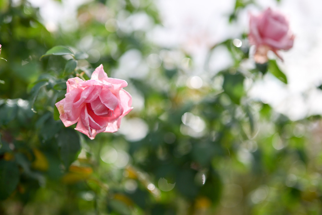 花菜ガーデン【秋パラ：メモリアル・デイ】20251027