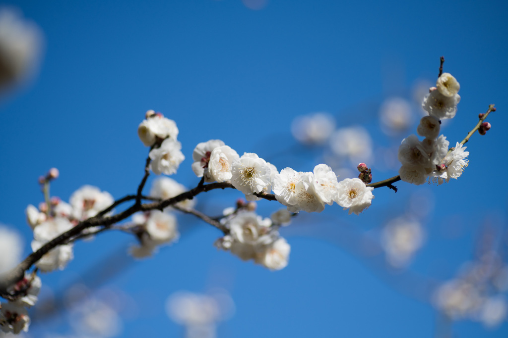 大船フラワーセンター【梅の花：玉牡丹】②20210206