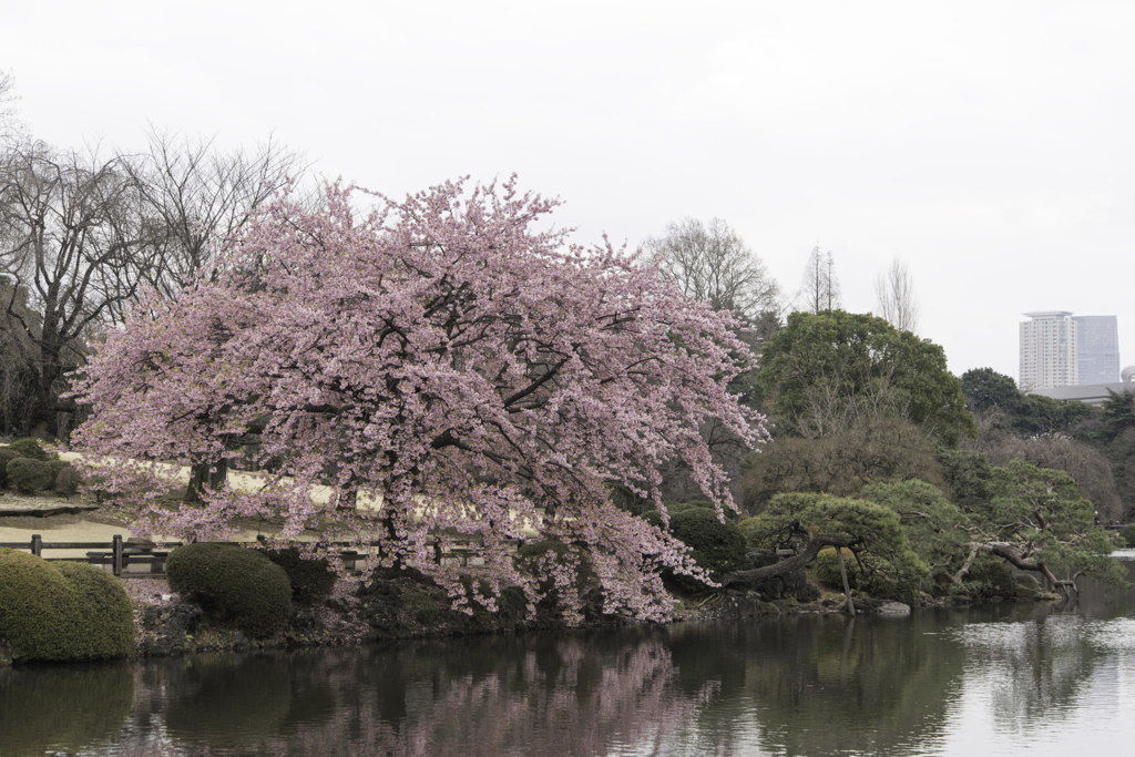 【新宿御苑(修善寺寒桜)】①20160312