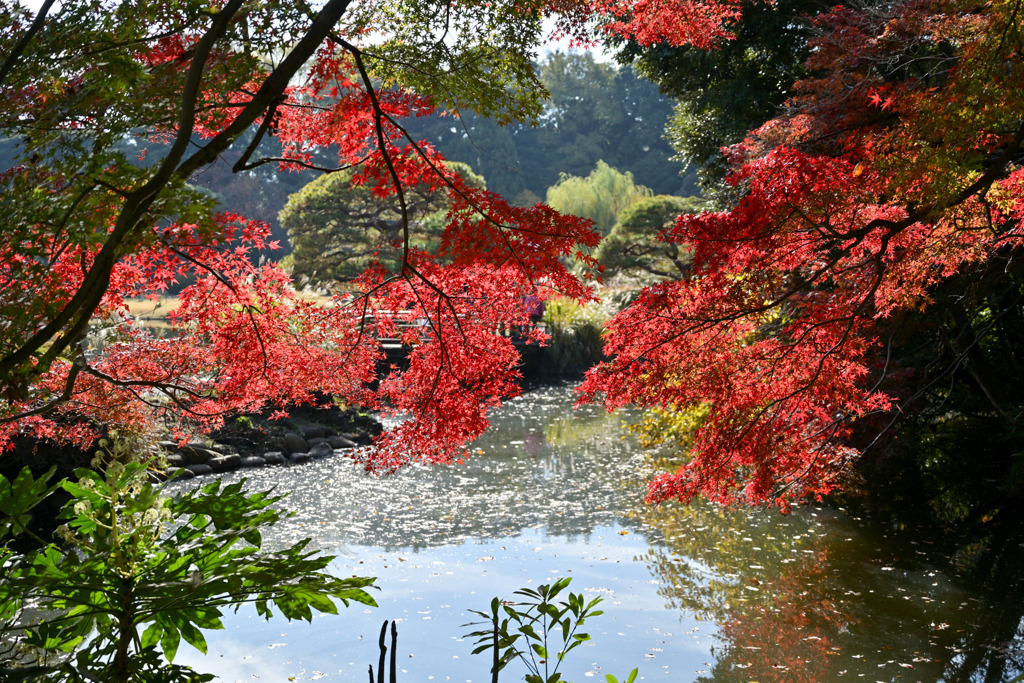 新宿御苑【上の池付近の紅葉】①20251124