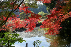 新宿御苑【上の池付近の紅葉】①20251124