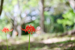 昭和記念公園【ふれあい橋南西斜面：彼岸花】②20250925