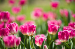 【昭和記念公園(パープルレディ)】①20150418